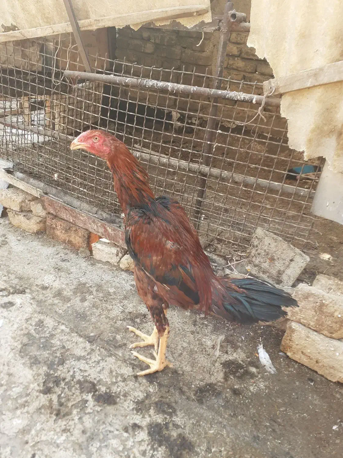 جوجه لاری اصیل نژاد افقان وترک|حیوانات مزرعه|پاکدشت, خاتون آباد|دیوار