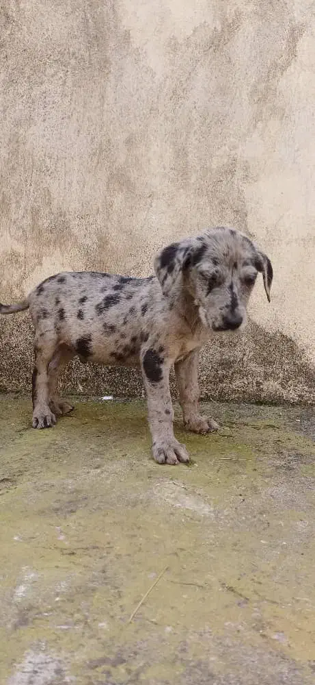 توله‌سگ گریت‌دین اصیل فوق‌العاده درشت و سالم|سگ|رشت, حومه رشت|دیوار