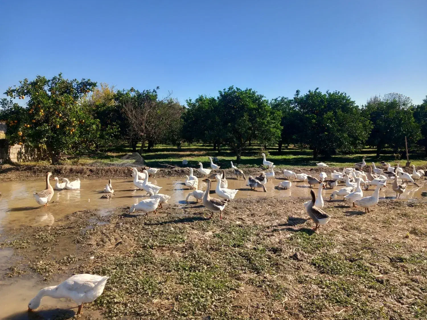قوغاز  لیندا و آفریقایی جوان برای تخم گذاری|حیوانات مزرعه|زرگرشهر, |دیوار