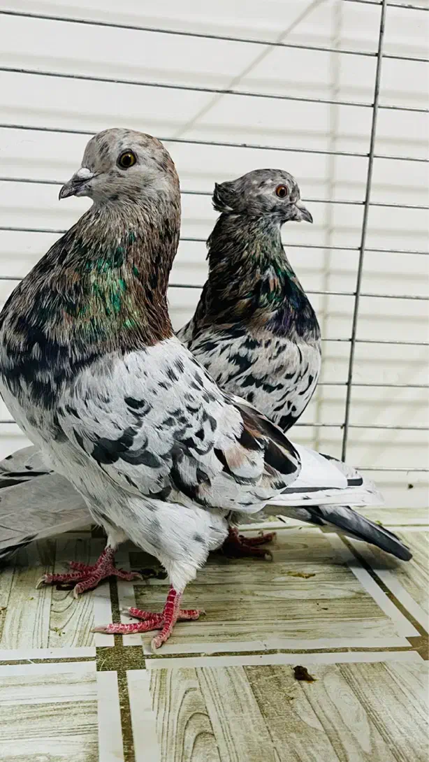 کبوتر سرور تهرنی|پرنده|قزوین, |دیوار