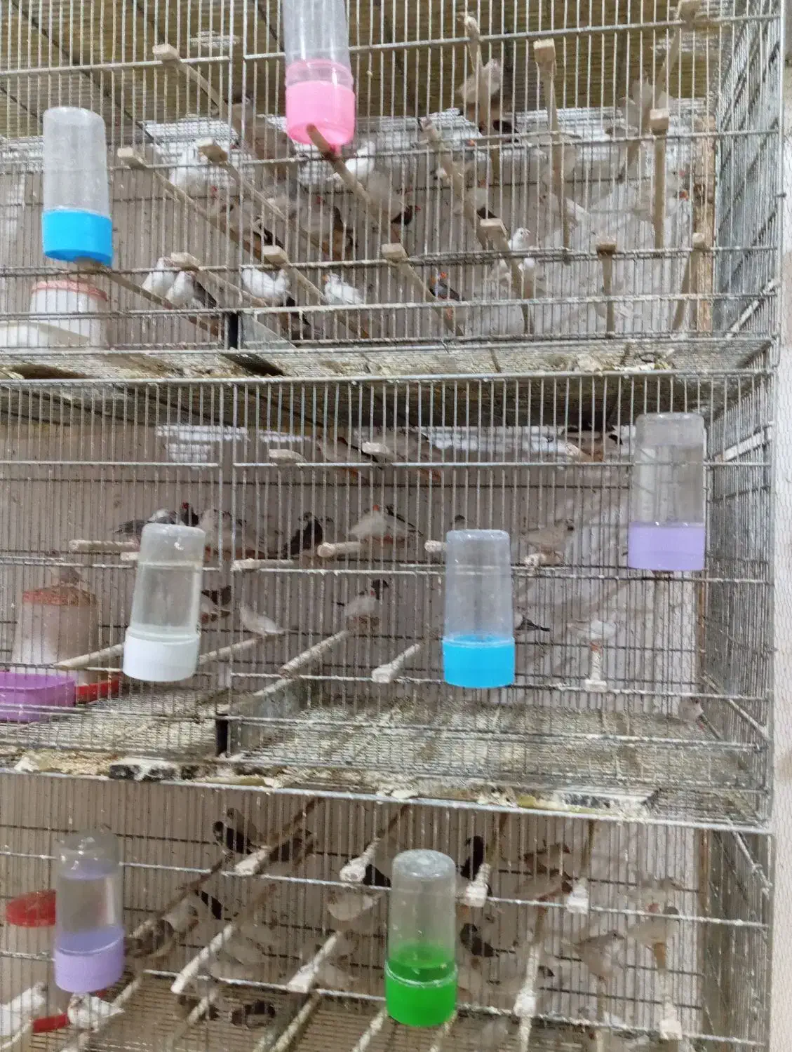 فنچ نوک دو رنگ تعداد|پرنده|قم, محمد آباد|دیوار