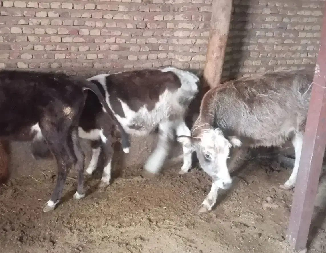 گوساله و گوسفند ماده|حیوانات مزرعه|هریس, |دیوار