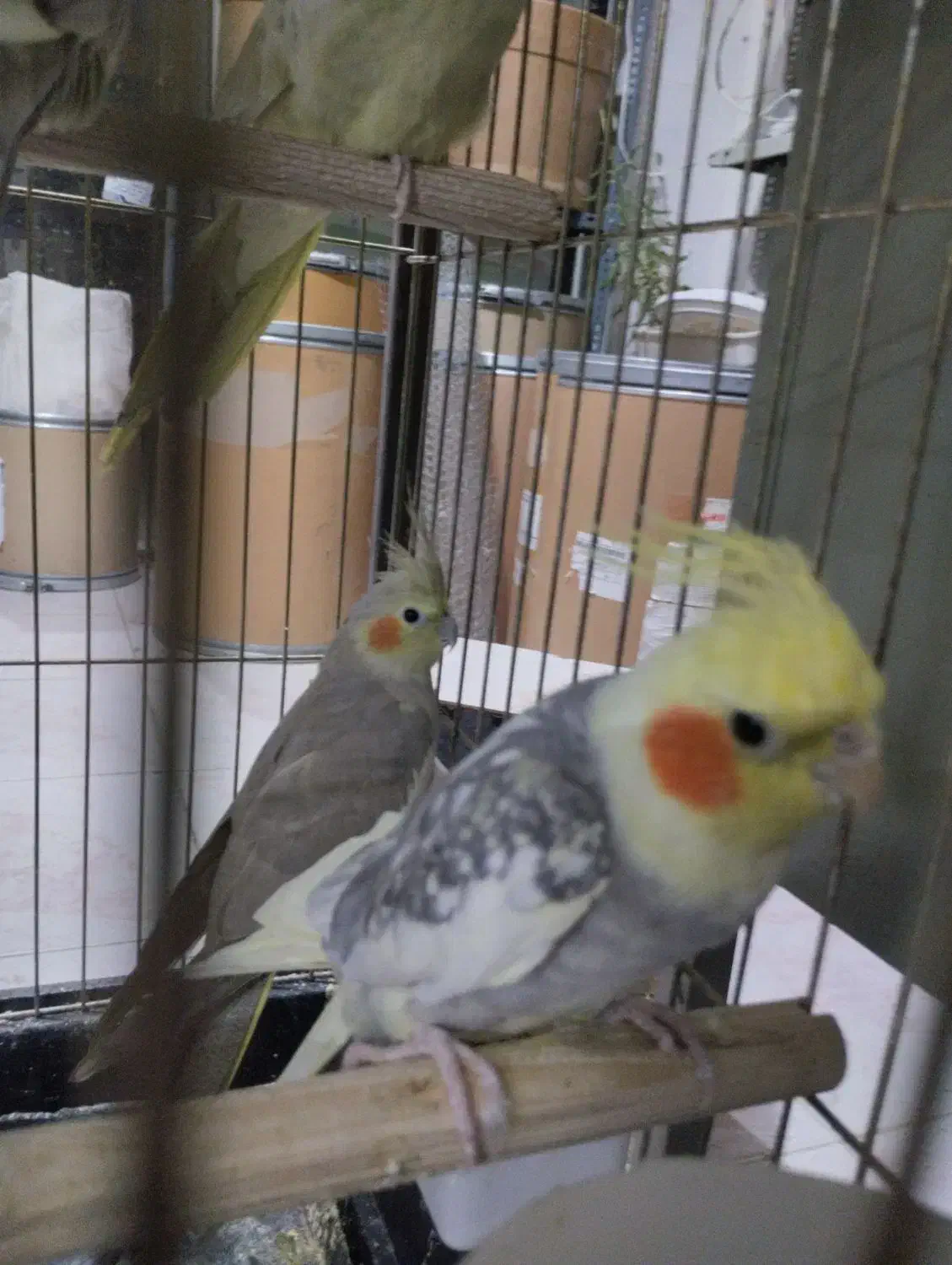 عروس هلندی جفت مولد به شرط|پرنده|نظرآباد, شهرک سید جمال الدین|دیوار