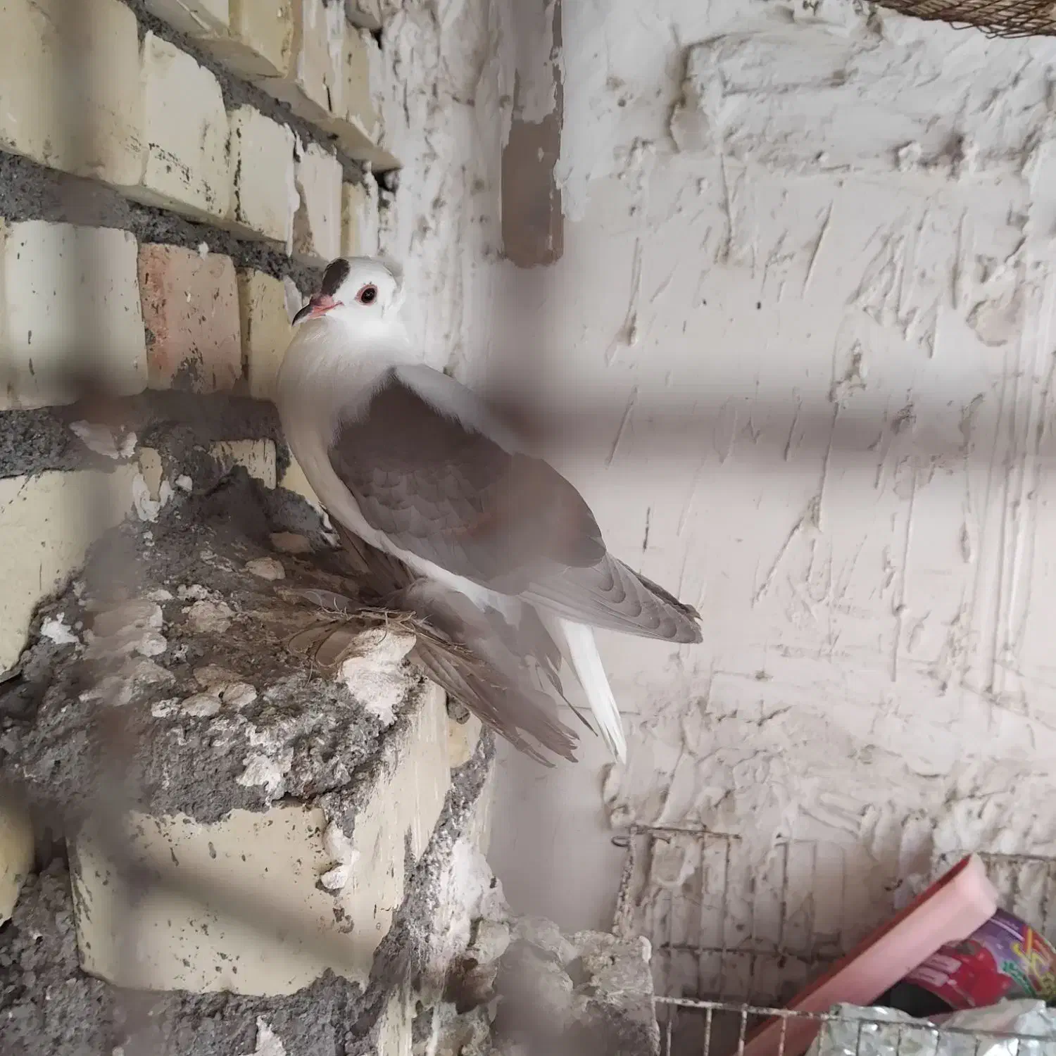 سوالا کبوتر تزیینی|حیوانات|مشهد, امیریه|دیوار