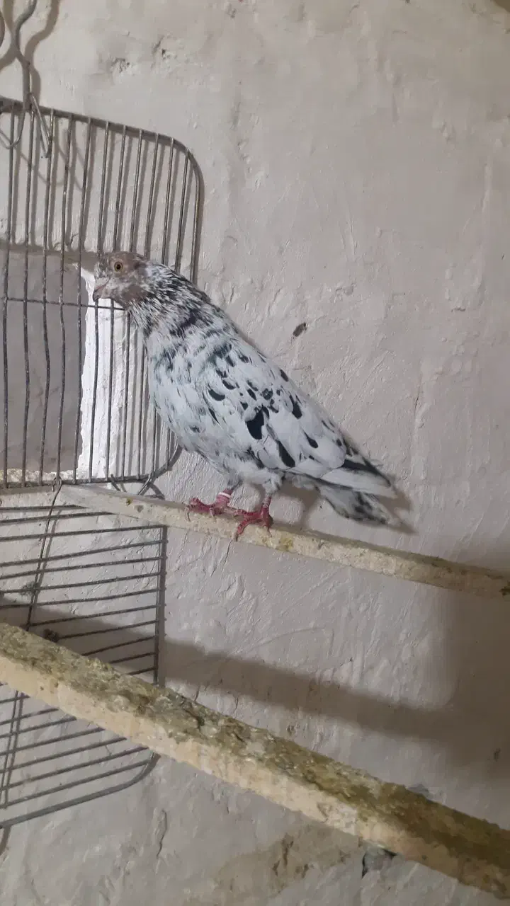 کبوتر سرور گرفتنی|پرنده|سلماس, |دیوار