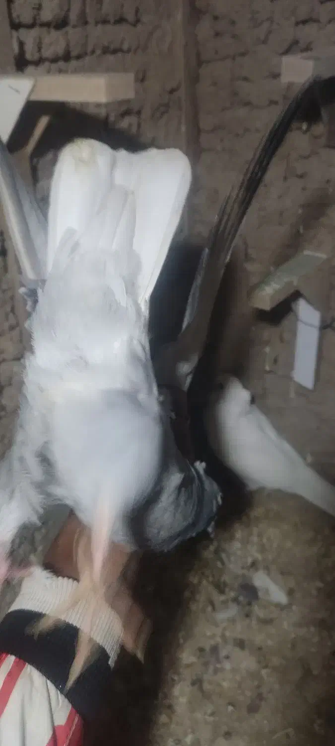 تعدادی کفتر|پرنده|زرند, |دیوار