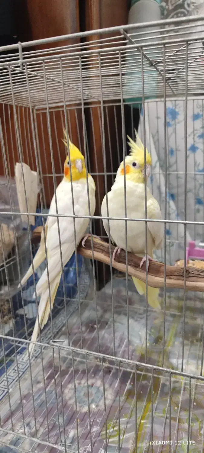 جفت عروس هلندی مولد|پرنده|دزفول, |دیوار