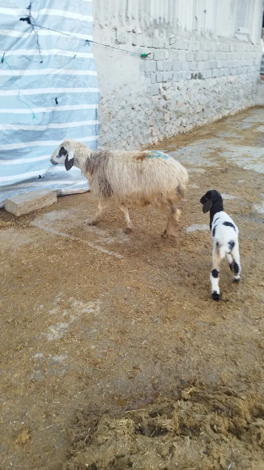 میش وبره|حیوانات مزرعه|کرمانشاه, |دیوار