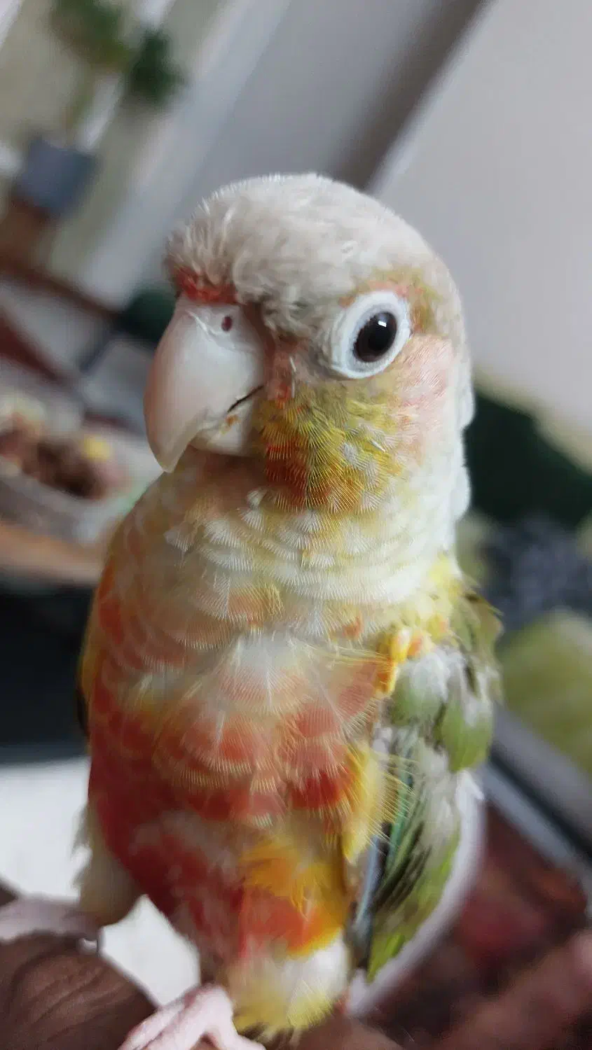 طوطی گرینچیک سخنگو رام و دستی|پرنده|فردیس, شهرک ارم|دیوار