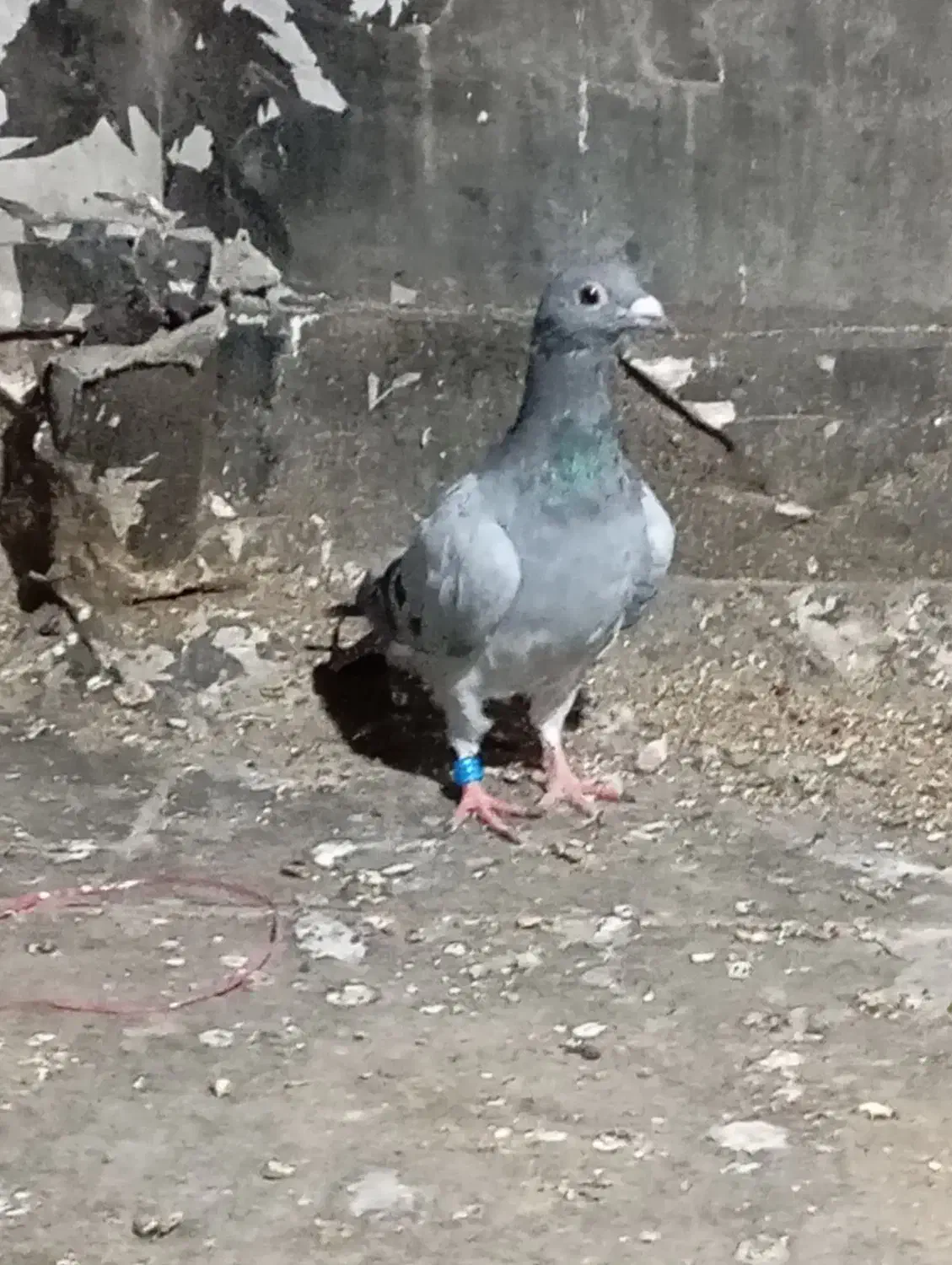 المانی مسافتی|پرنده|مینودشت, |دیوار