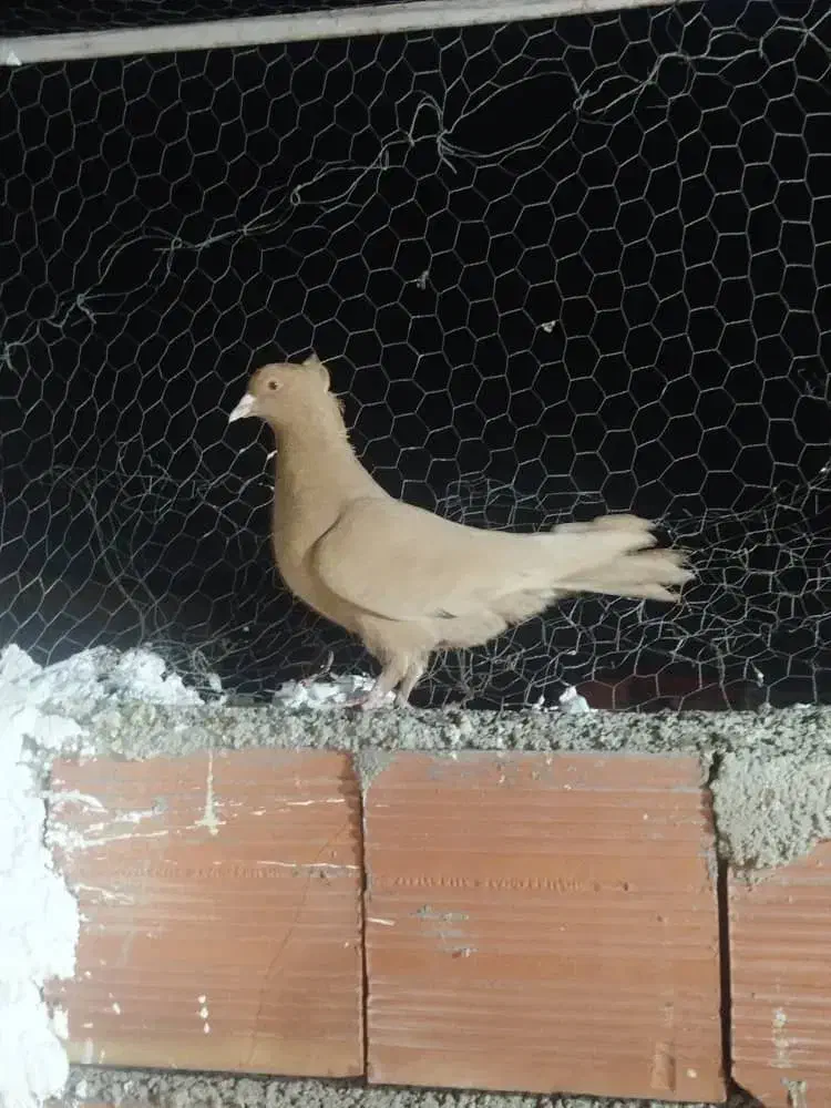 زرد|پرنده|کرمان, |دیوار