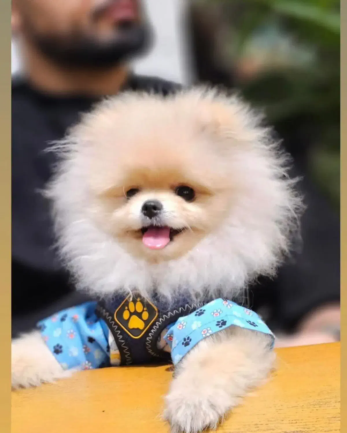 بهترینها اینجاست|سگ|شیراز, اصلاح‌نژاد|دیوار