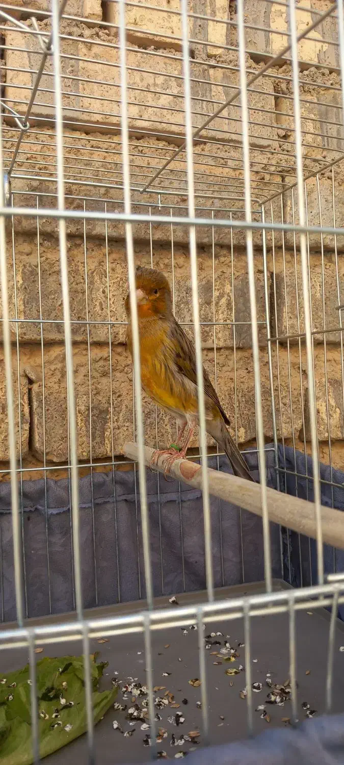 اهواز حمیدیه|پرنده|حمیدیه, |دیوار