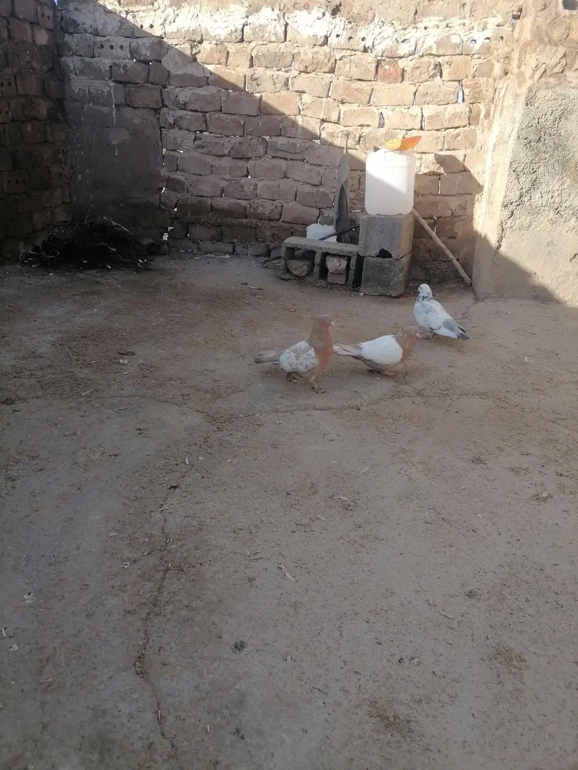 کبوتر|پرنده|نیشابور, مازول|دیوار