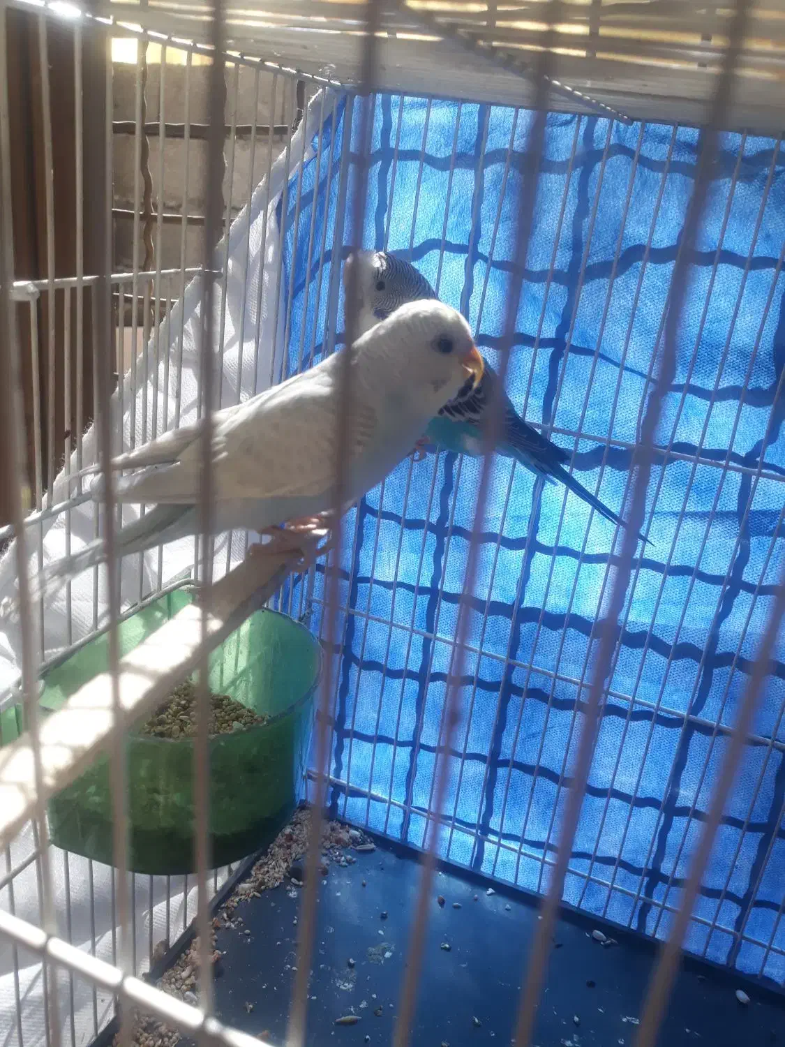 مرغ عشق|پرنده|مشهد, کارگران|دیوار