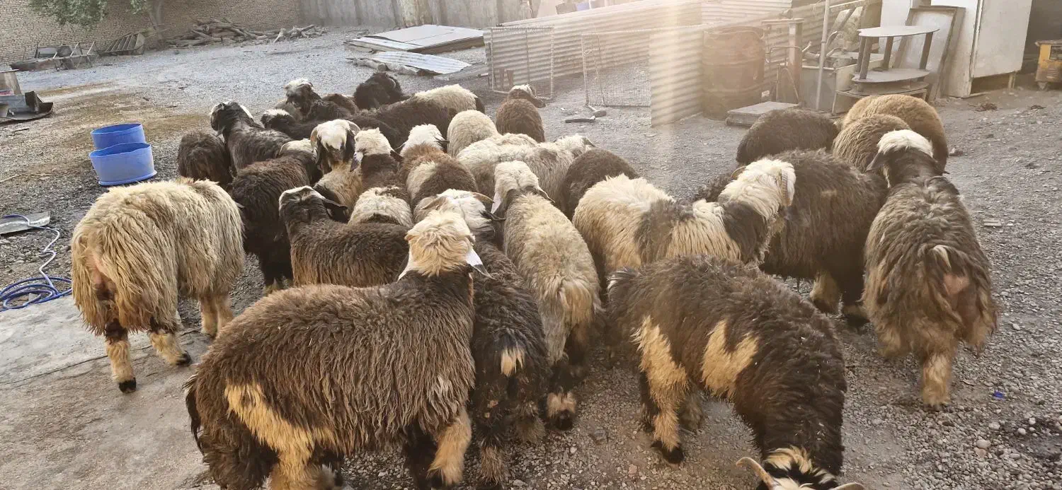 فروش تعدادی بره نر|حیوانات مزرعه|اهواز, کوی آغاجاری|دیوار