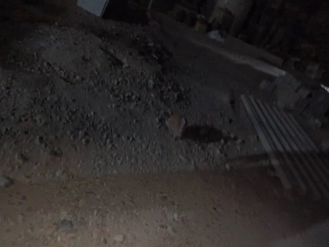 خرگوش|موش و خرگوش|برازجان, |دیوار