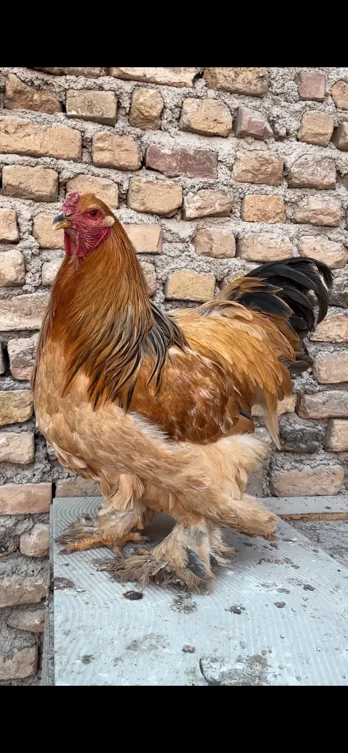 خروس برهما بوف|حیوانات مزرعه|قرچک, مهدیه|دیوار