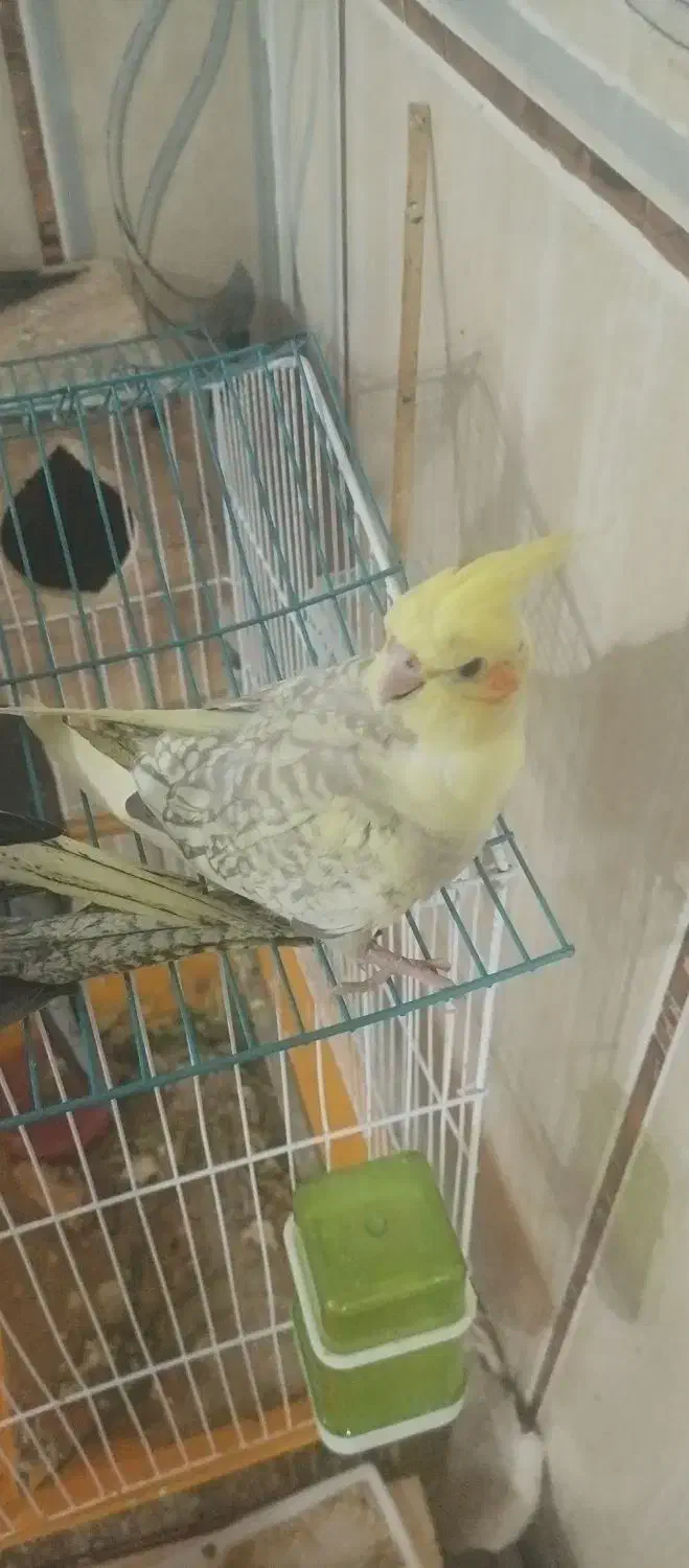 جوجه عروس هلندی|پرنده|چابهار, |دیوار