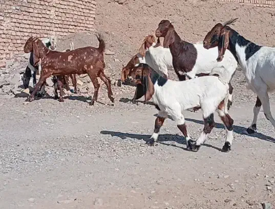 4عدد بز پاکستانی درجه یک|حیوانات مزرعه|کاشمر, |دیوار