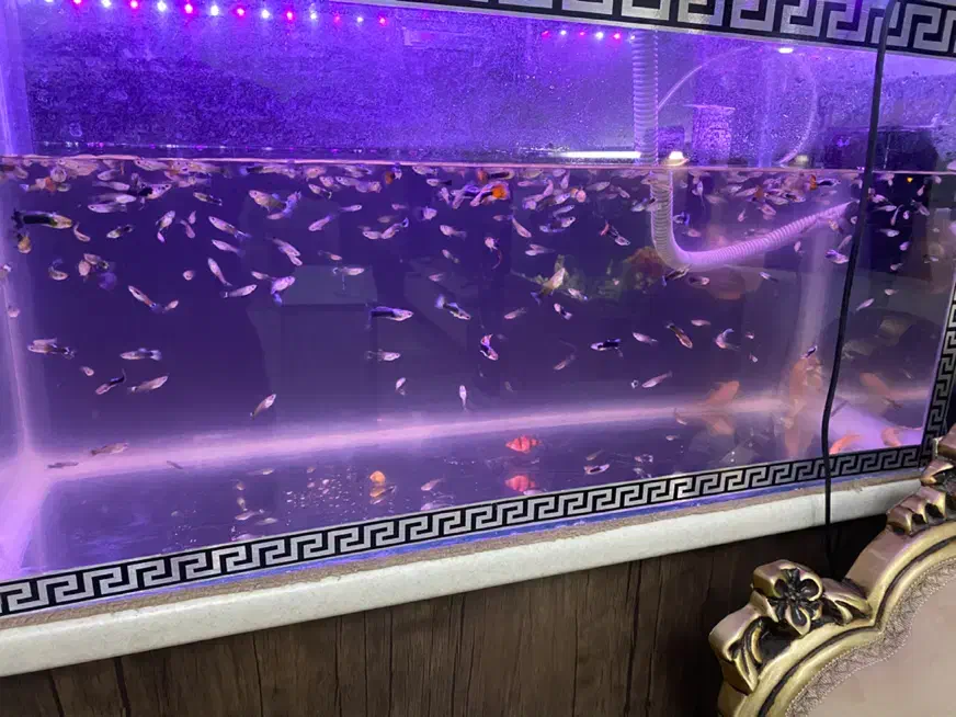 آکواریوم با کل لوازم و ماهی|ماهی|هشتگرد, فاز ۳ مهستان|دیوار