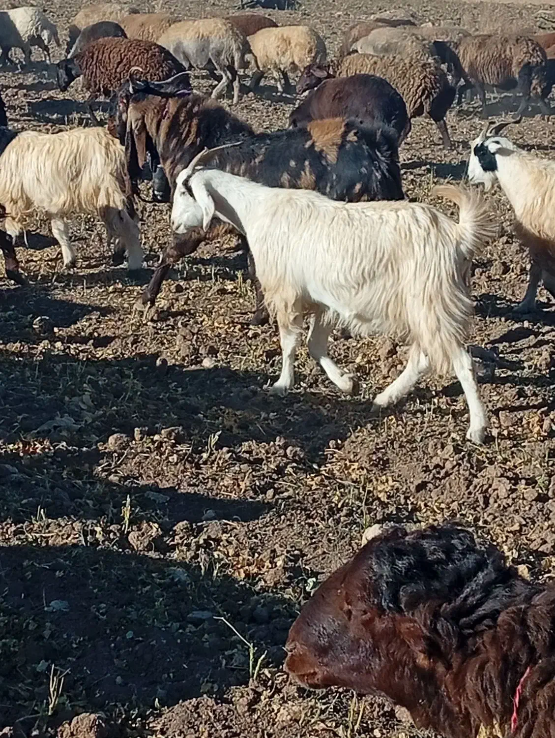 نربز پاکستانی|حیوانات مزرعه|بن, |دیوار