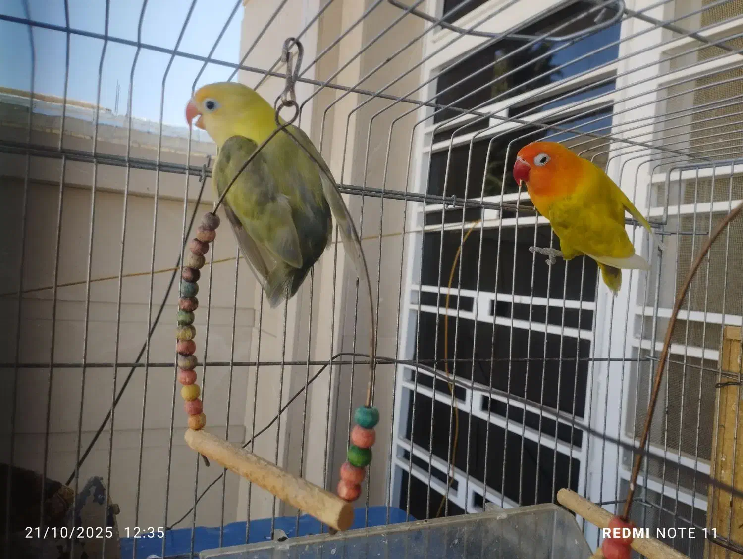 پرنده|پرنده|چرام, |دیوار