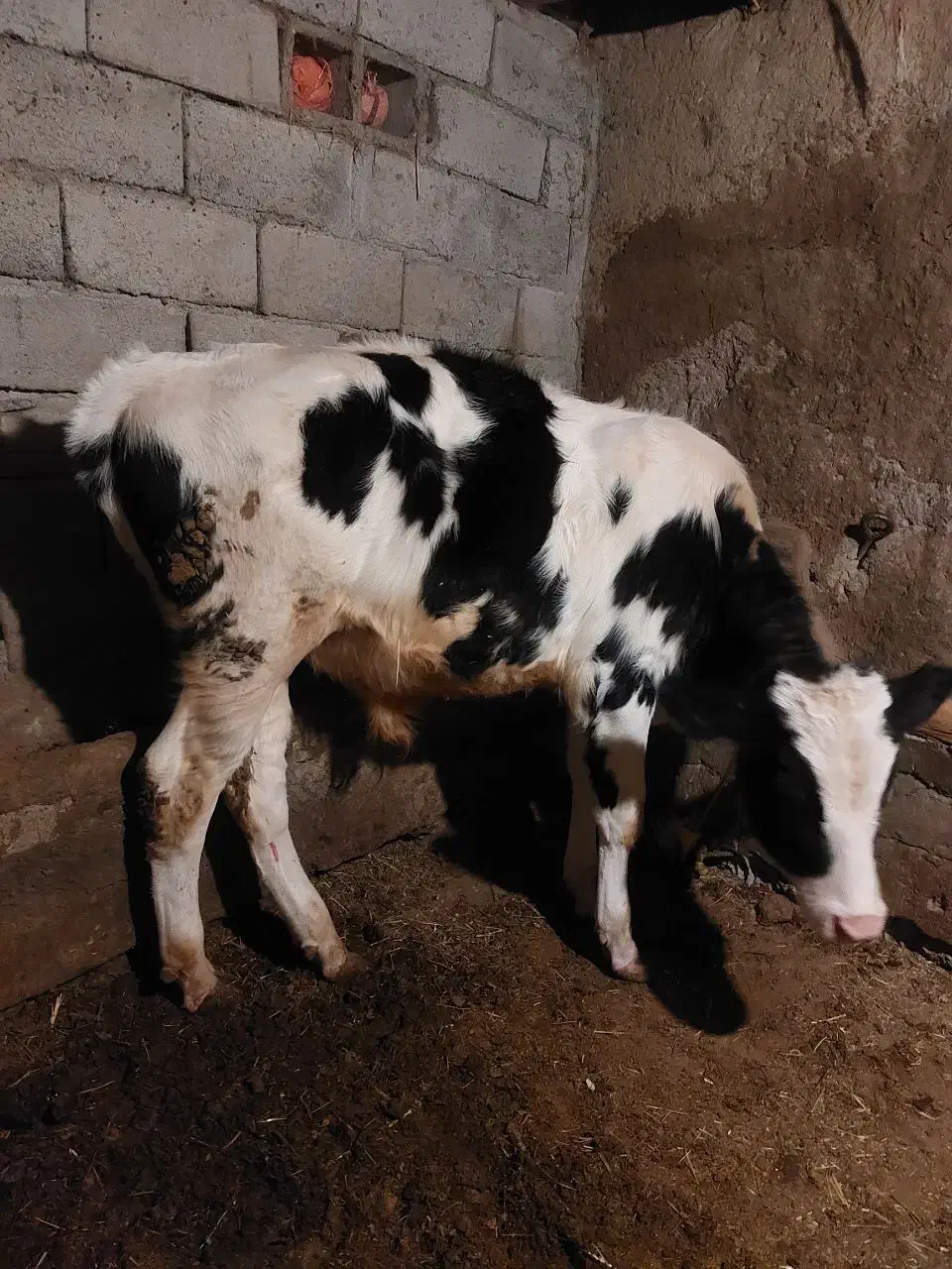 گوساله یکی نر هلشتاین یک ماده نژاد براون سوئیسی|حیوانات مزرعه|ارشق, |دیوار