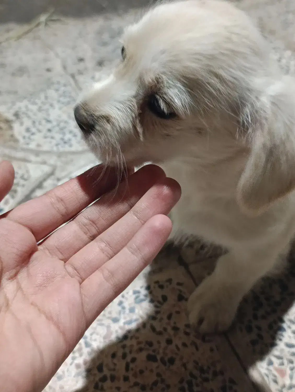 سگ پاکوتاه|سگ|بم, |دیوار