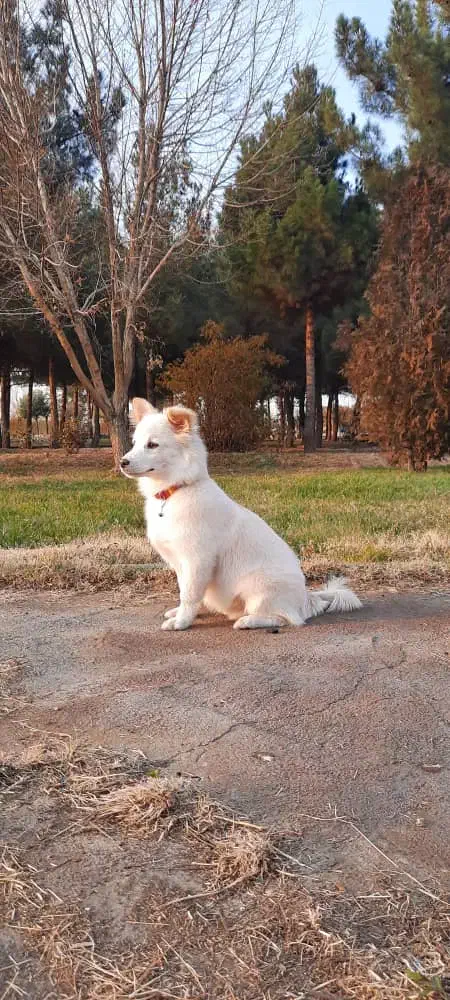 سگ پاکوتاه|سگ|میاندوآب, |دیوار