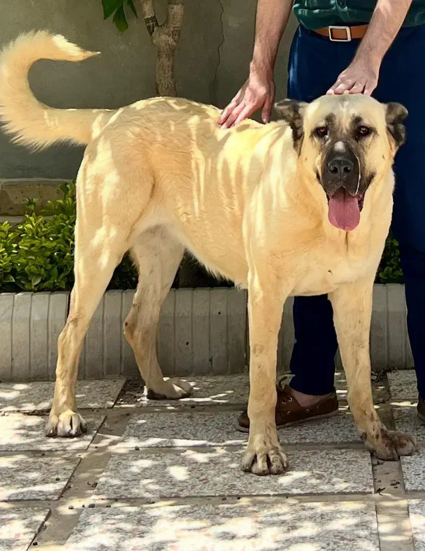 گمشده|حیوانات|کرج, جهان‌شهر|دیوار