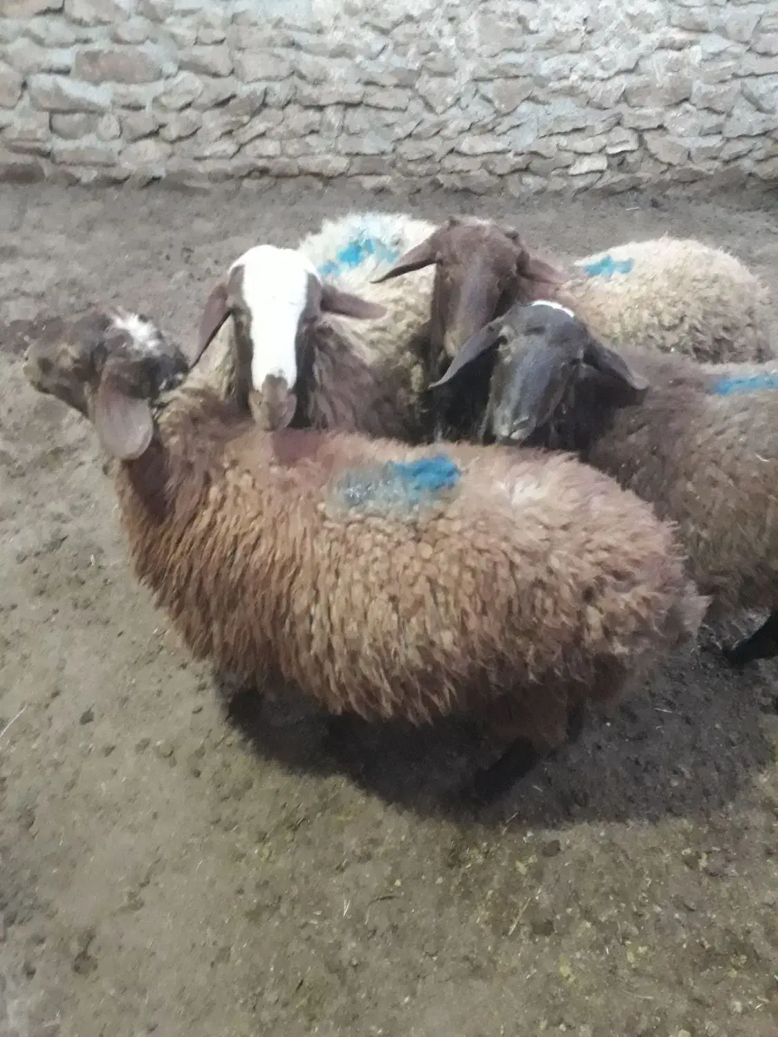 ۴ عدد بره نر|حیوانات مزرعه|گل تپه, |دیوار