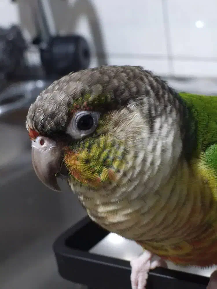 طوطی گیرینچیک گم شده محدوده بلوار هوشیار|حیوانات|کرج, کوی گلها|دیوار