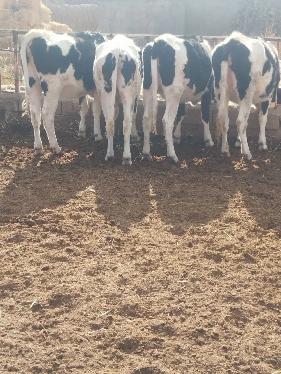 تلیسه آبستن وگاووگوساله گاو شیری|حیوانات مزرعه|تربت جام, میان جام|دیوار