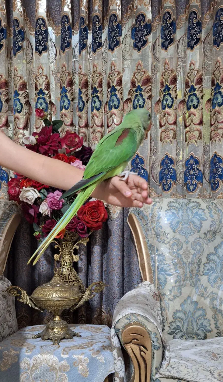 جوجه شاه طوطی نراسکندر چشم مشکی ۳ماهه|پرنده|ملارد, |دیوار