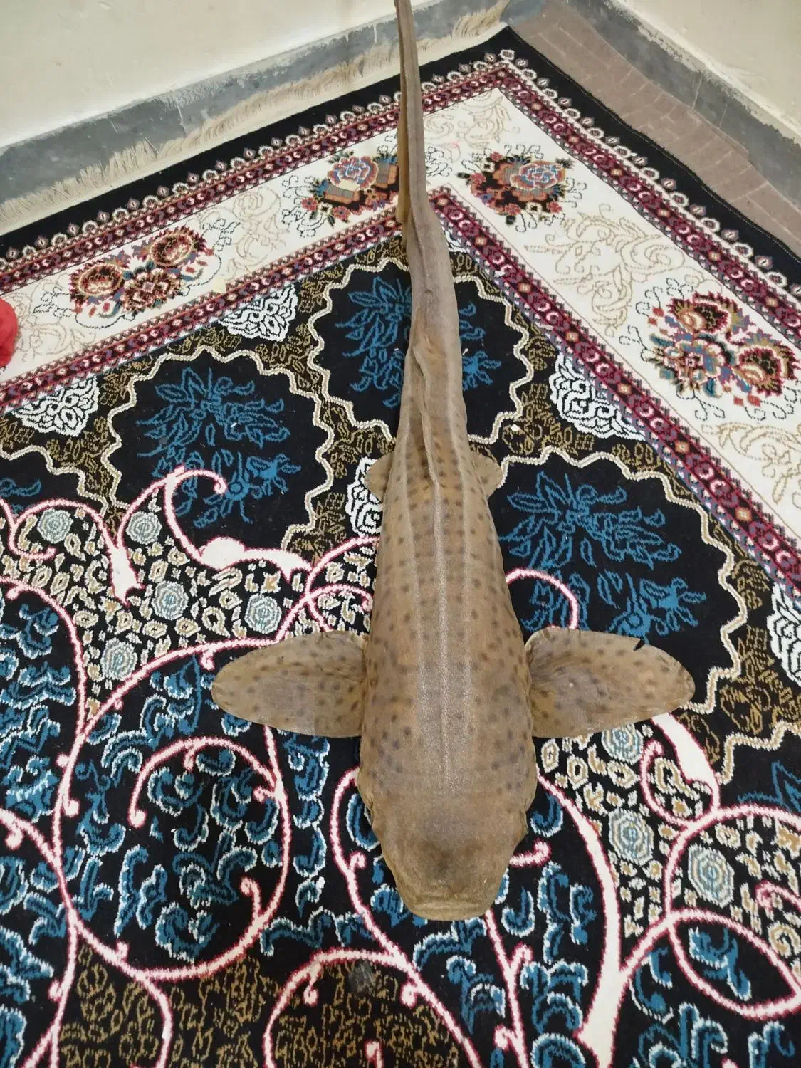 مجسمه ماهی|مجسمه، تندیس، ماکت|بوشهر, |دیوار