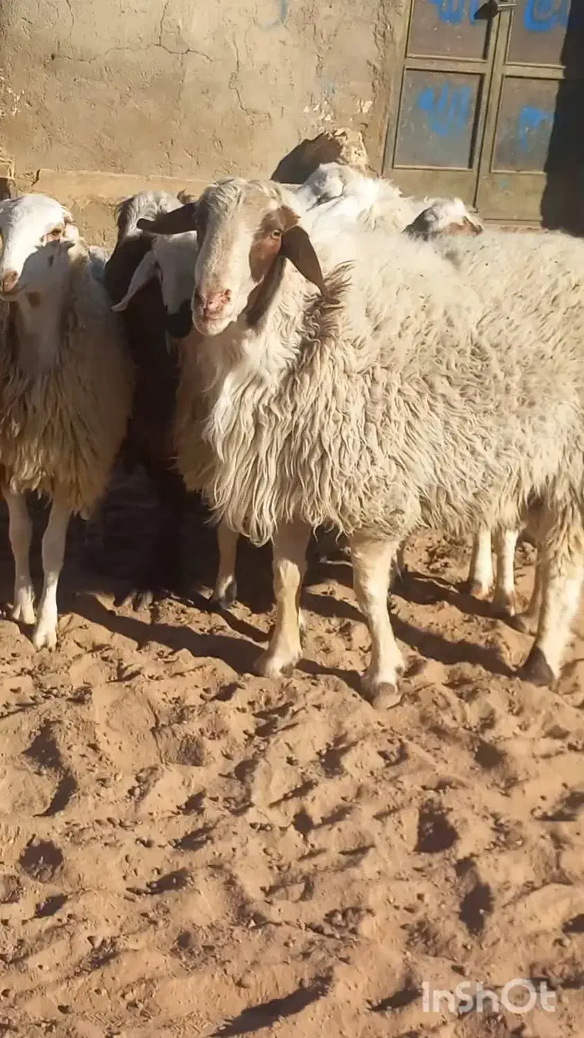 ۵راس بره ماده ا قوچ|حیوانات مزرعه|فردوس (خراسان), |دیوار