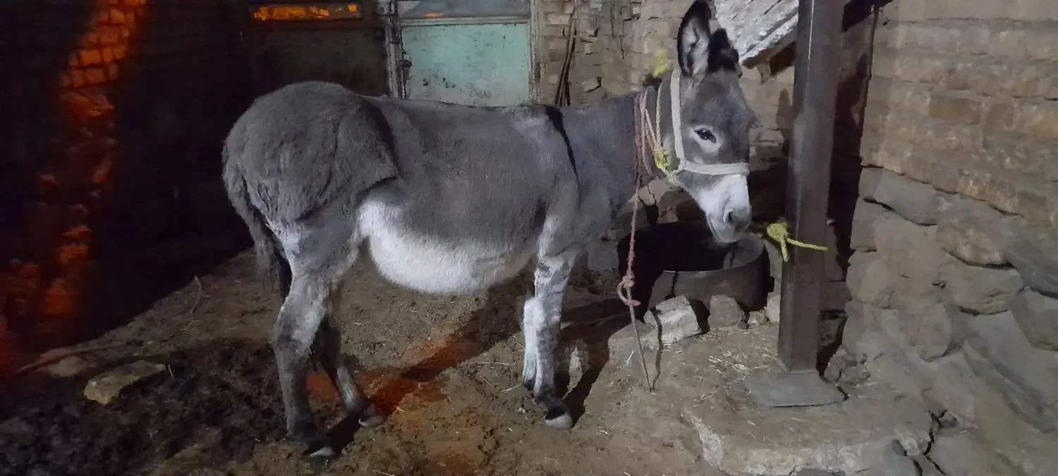 الاغ ماده فروشی|حیوانات مزرعه|خوانسار, |دیوار