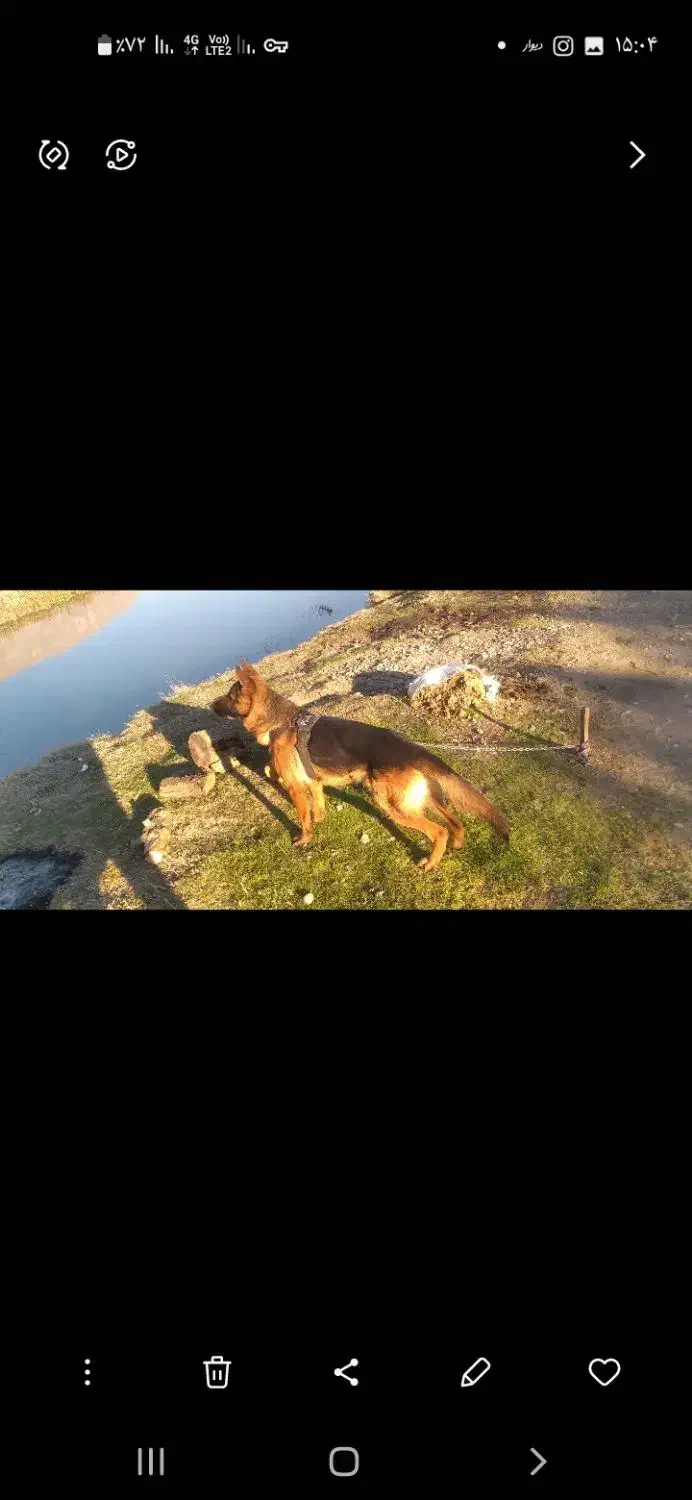 سگ ژرمن اصیل کلاسیک  ۱۱ماهه نر|سگ|کرمانشاه, |دیوار