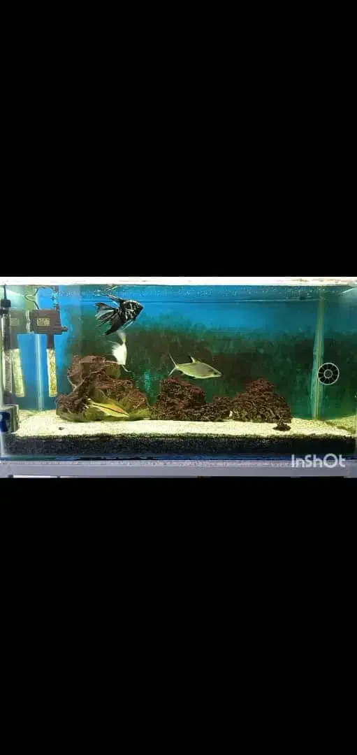 شیشه آکواریووم .سنگ وشن|ماهی|شوشتر, |دیوار