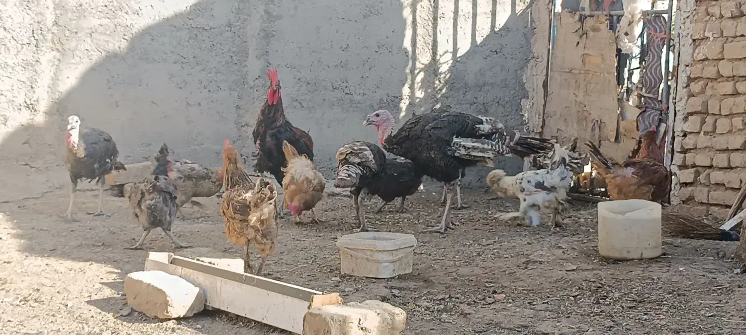 بوقلمون برنز|حیوانات مزرعه|ساوه, |دیوار