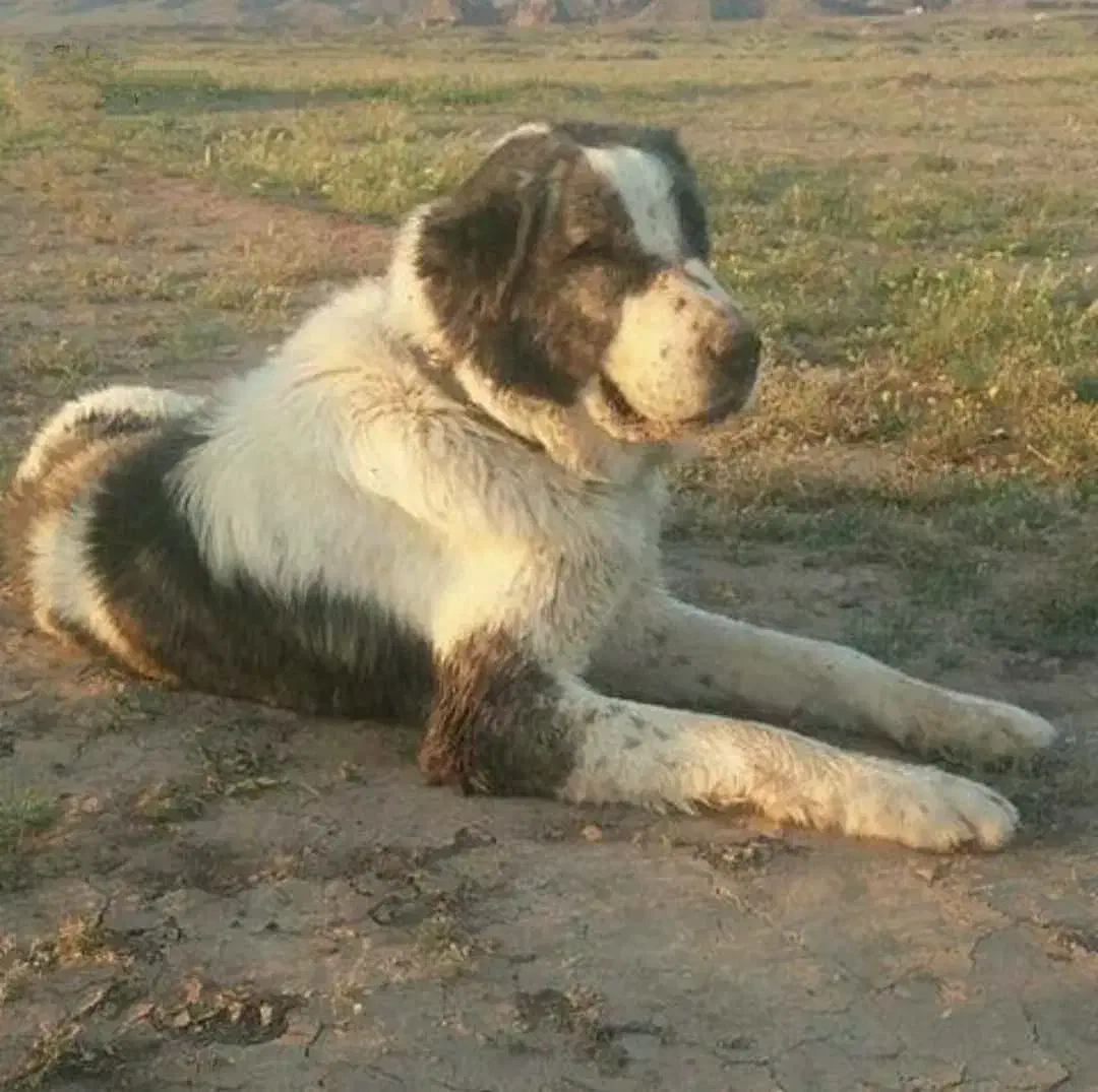 سگ گمشده|حیوانات|تهران, دکتر هوشیار|دیوار