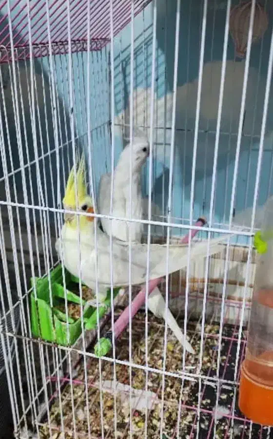 طوطی عروس|پرنده|بندر ماهشهر, |دیوار