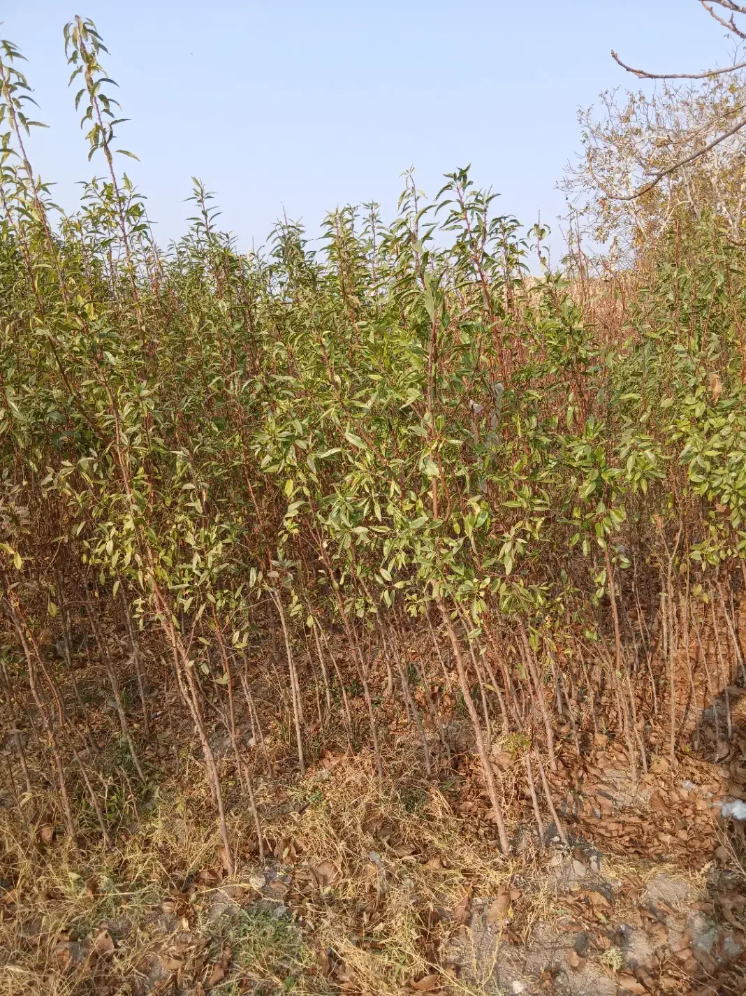 نهال|خدمات باغبانی و درختکاری|آذرشهر, |دیوار