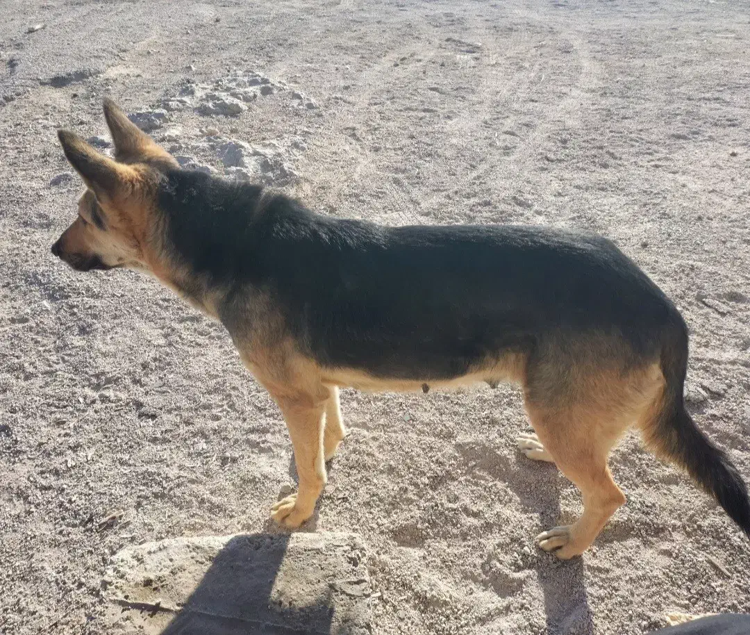 واگذاری حیوانات|سگ|اقلید, |دیوار