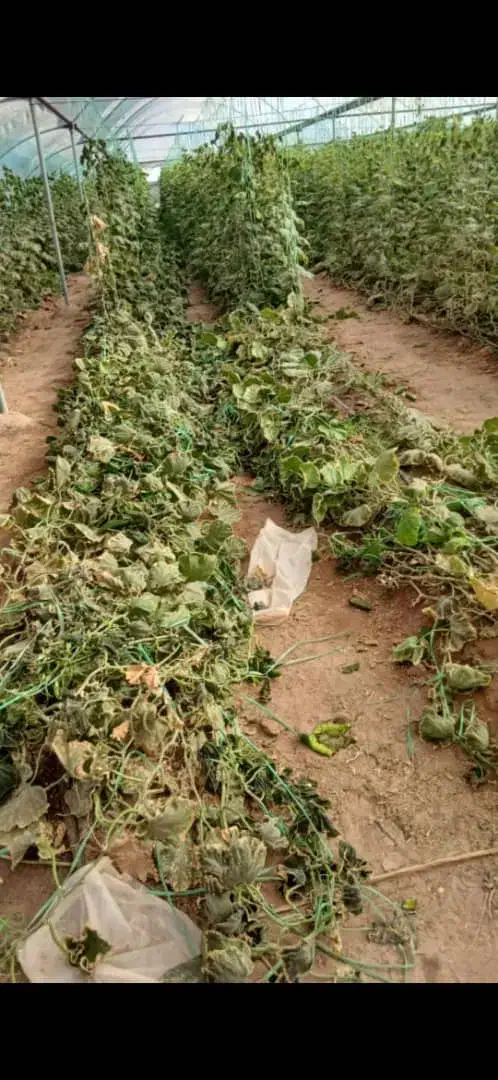 اجاره ۲۵۰۰ متر گلخانه راین گزک|اجارهٔ دفتر صنعتی، کشاورزی، تجاری|راین, |دیوار