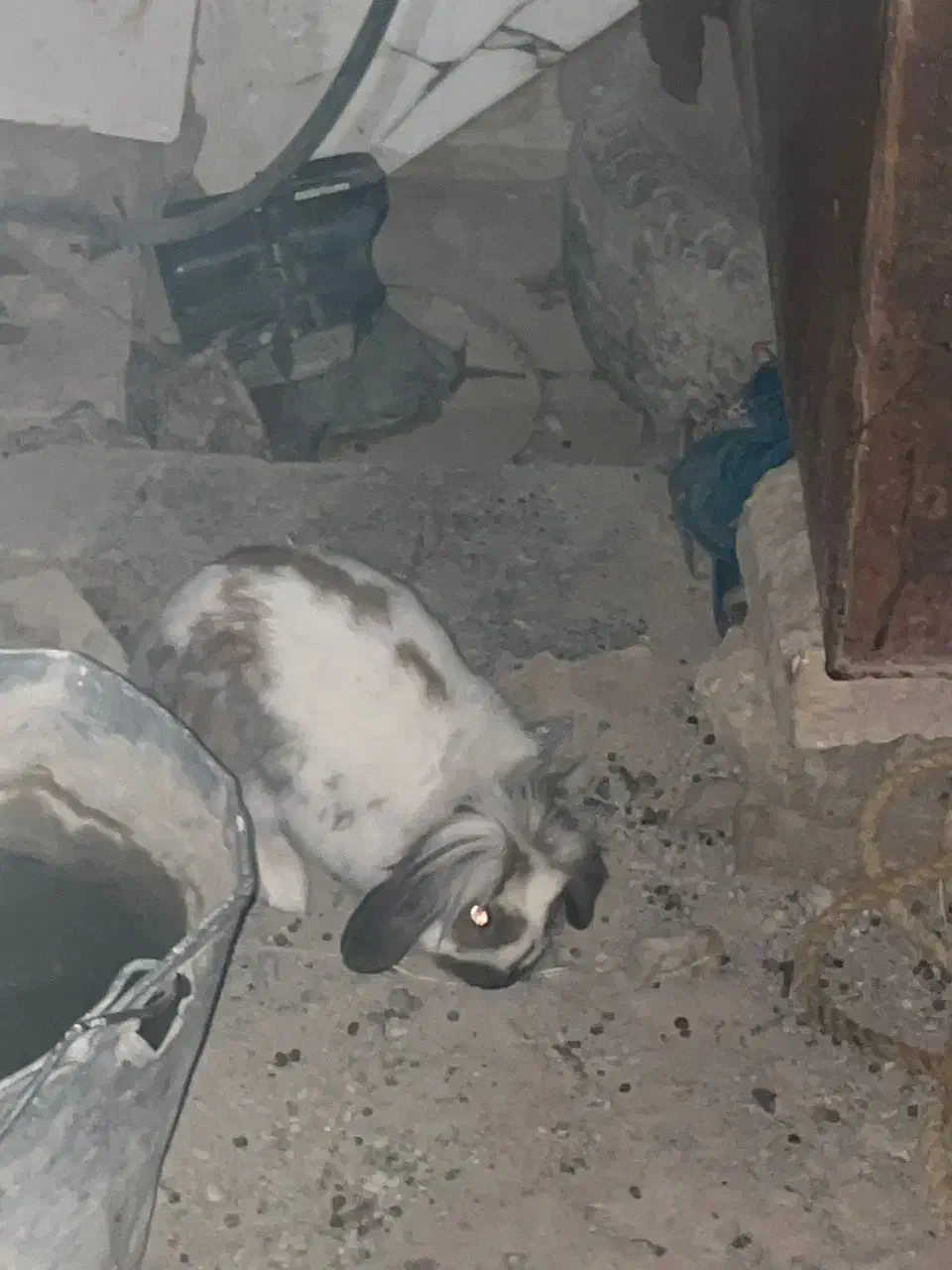 خرگوش لوپ|موش و خرگوش|زابل, |دیوار