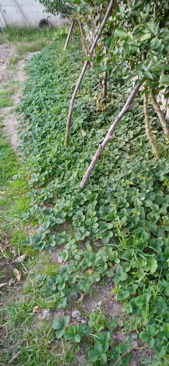 بوته توت فرنگی|گل و گیاه طبیعی|آستانه اشرفیه, |دیوار