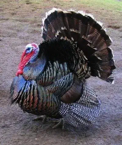 بوقلمون برنز سینه پهن انگلیس فروشی|پرنده|قائم‌شهر, |دیوار