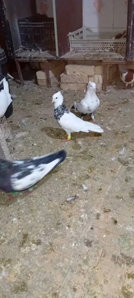 گوریه|پرنده|شوشتر, |دیوار